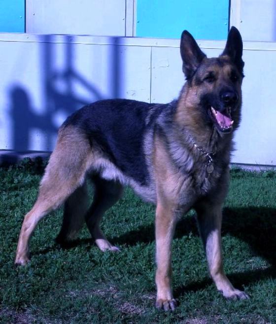Bliltz on duty 2-5-12
