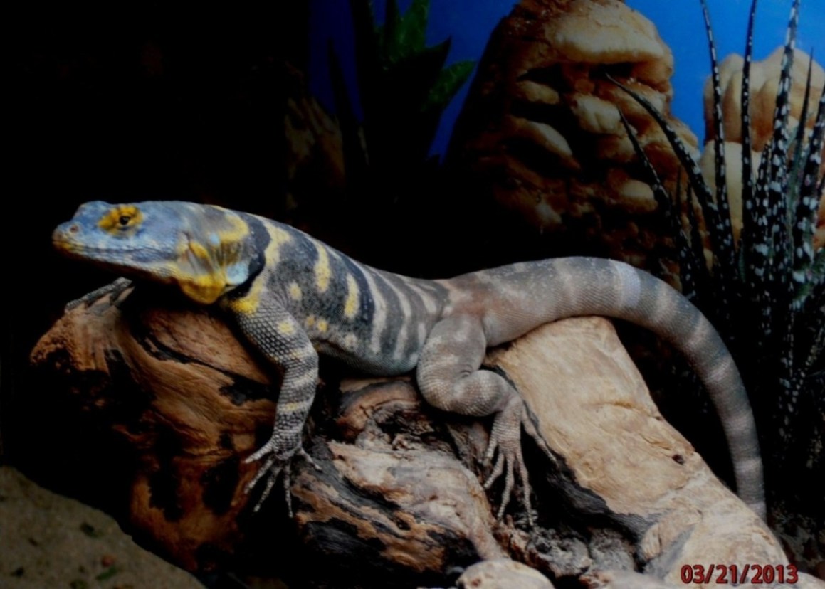 Josey -  baja blue rock male - almost 2 yr old