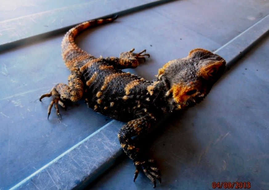 cbb clown agama male at 5 yrs old