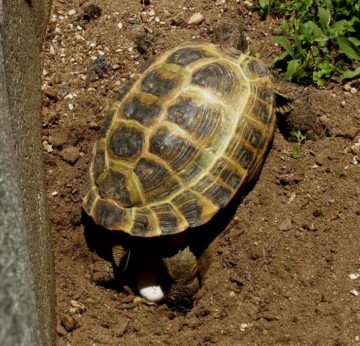 russion tort laying 1st of 4 eggs 5-6-12